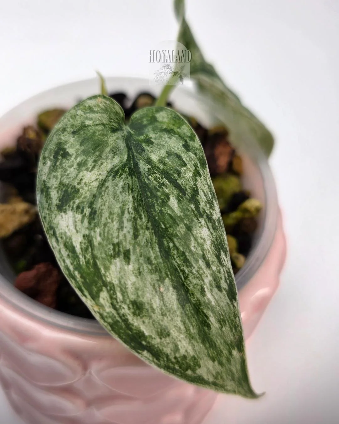 Scindapsus perlas (7).jpg