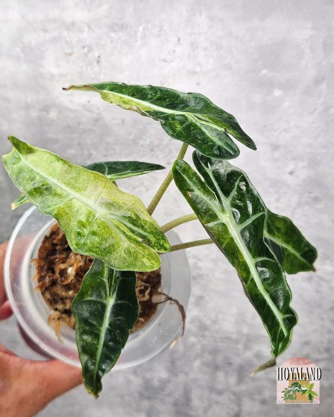 alocasia sanderiana bull aurea (5).jpg