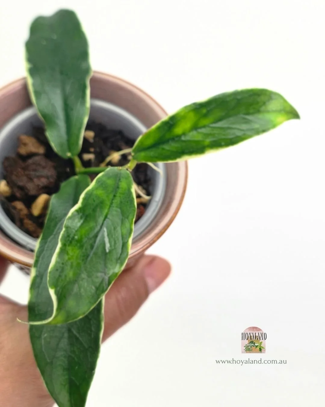 Hoya lobbii albo (6).jpg