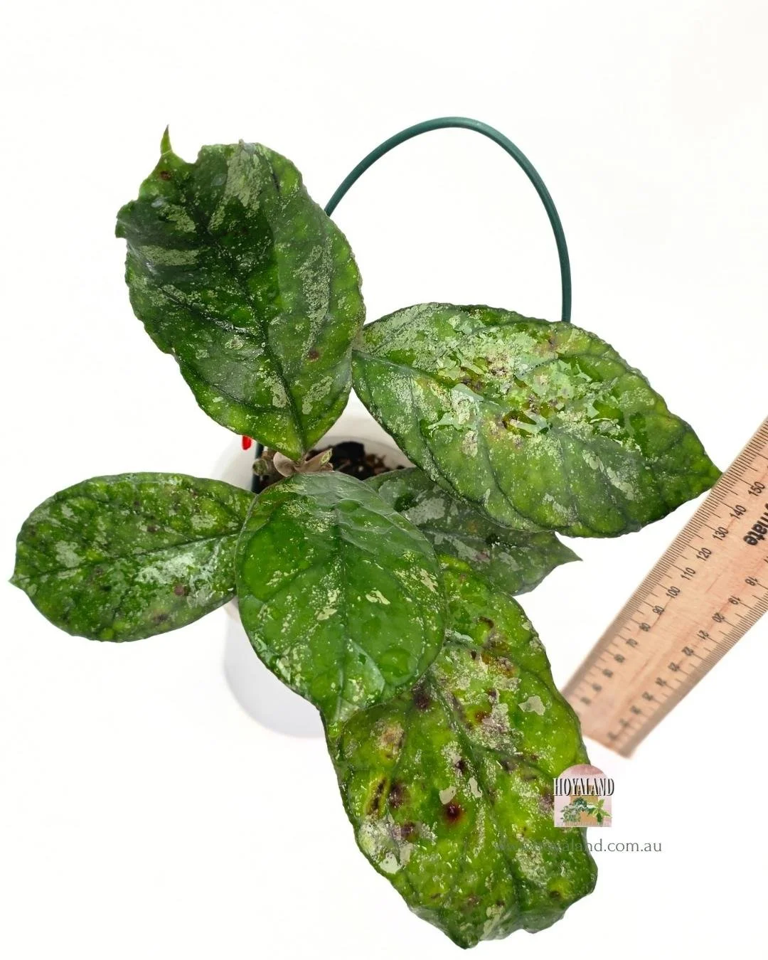 Hoya Surprise (5).jpg