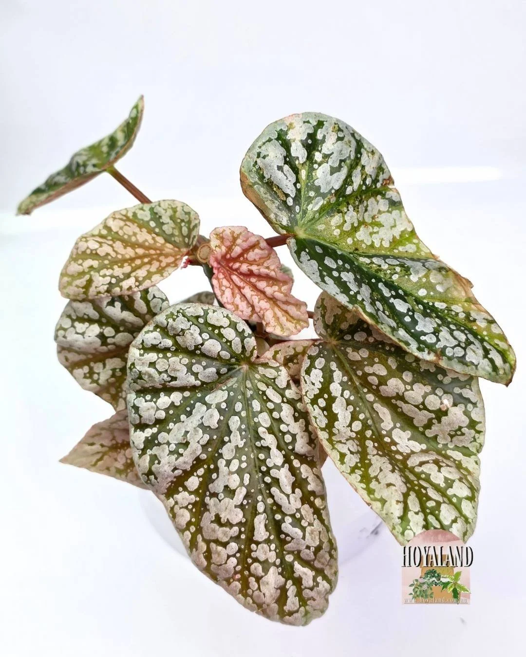Begonia snowcap variegata (5).jpg