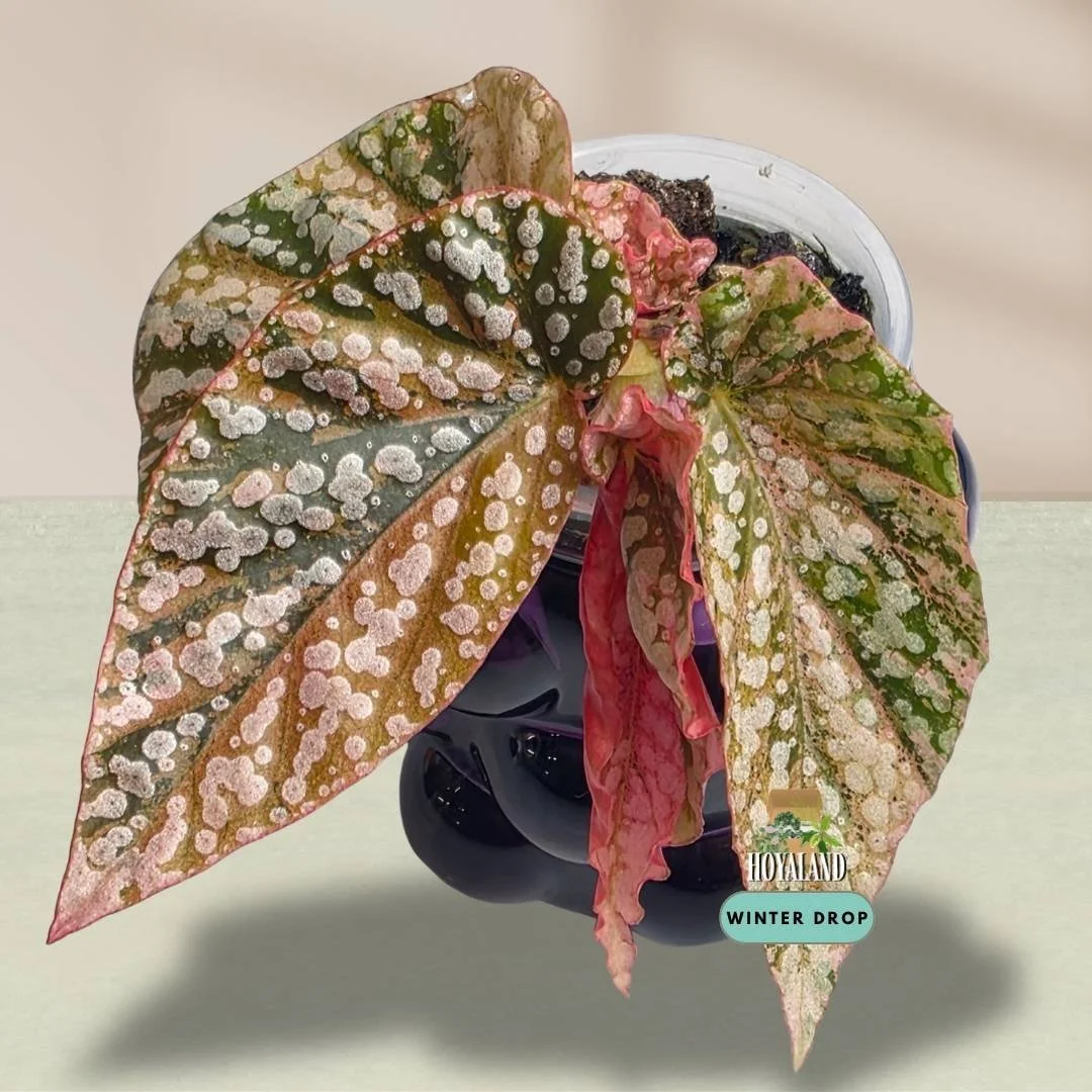 Established Begonia Snow Capped Variegata cane begonia showing silver polka dots and shifting pink variegation