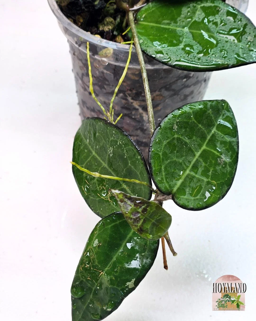 Hoya verticillata black margin (3).jpg