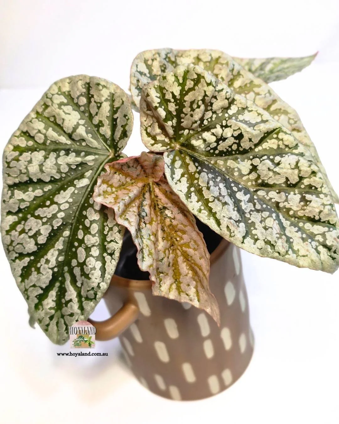 Begonia snowcap variegata (3).jpg