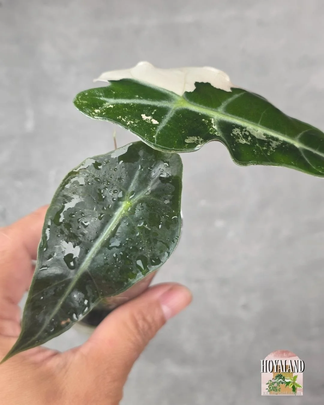 Alocasia Amazonica non tc corm A (4).jpg