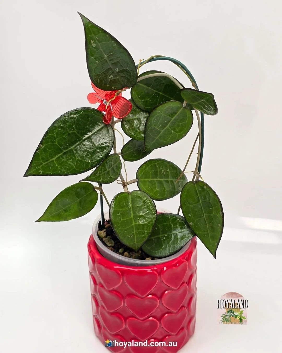 Hoya verticillata black margin (3).jpg