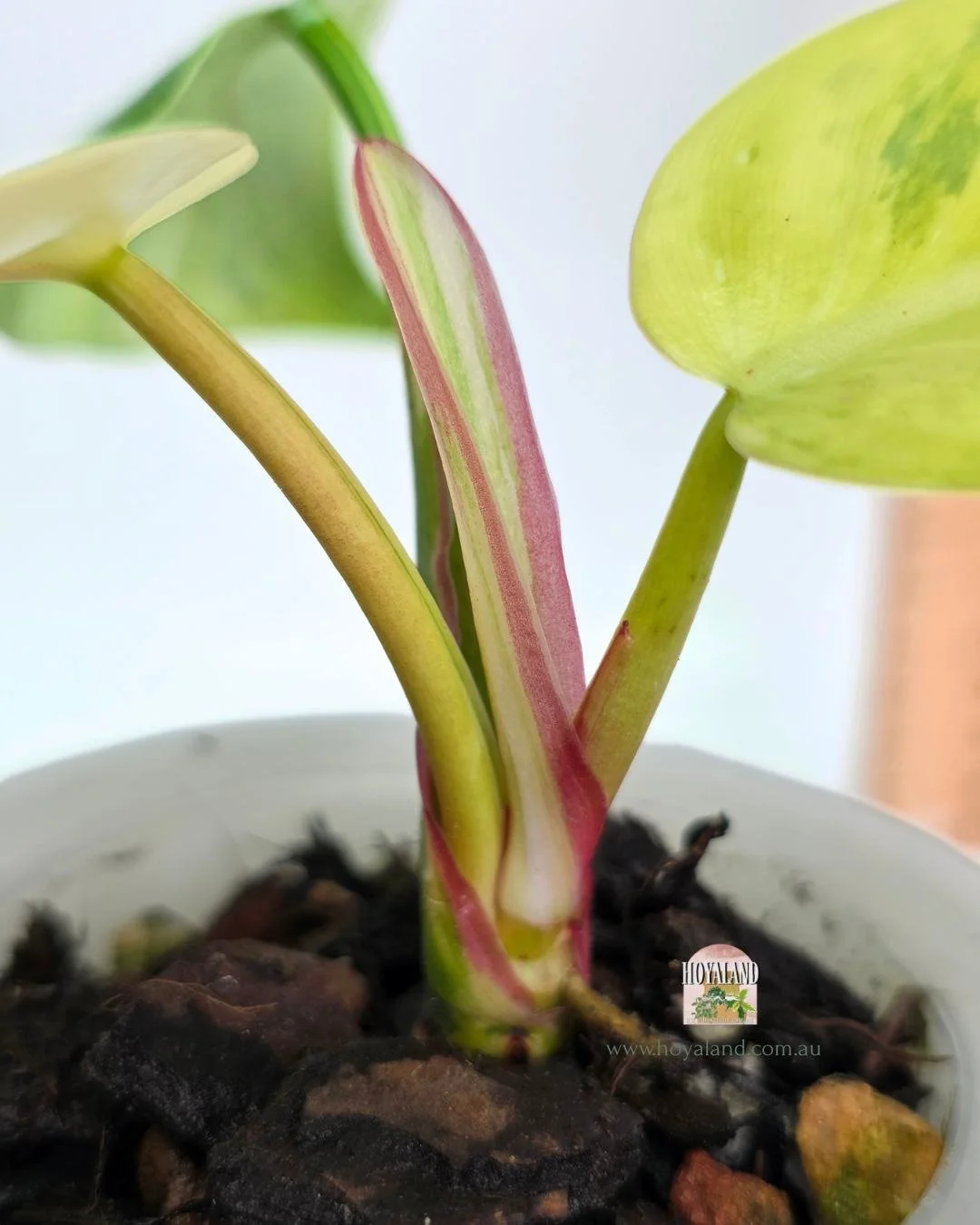 Philodendron white princess aurea tricolour (4).jpg