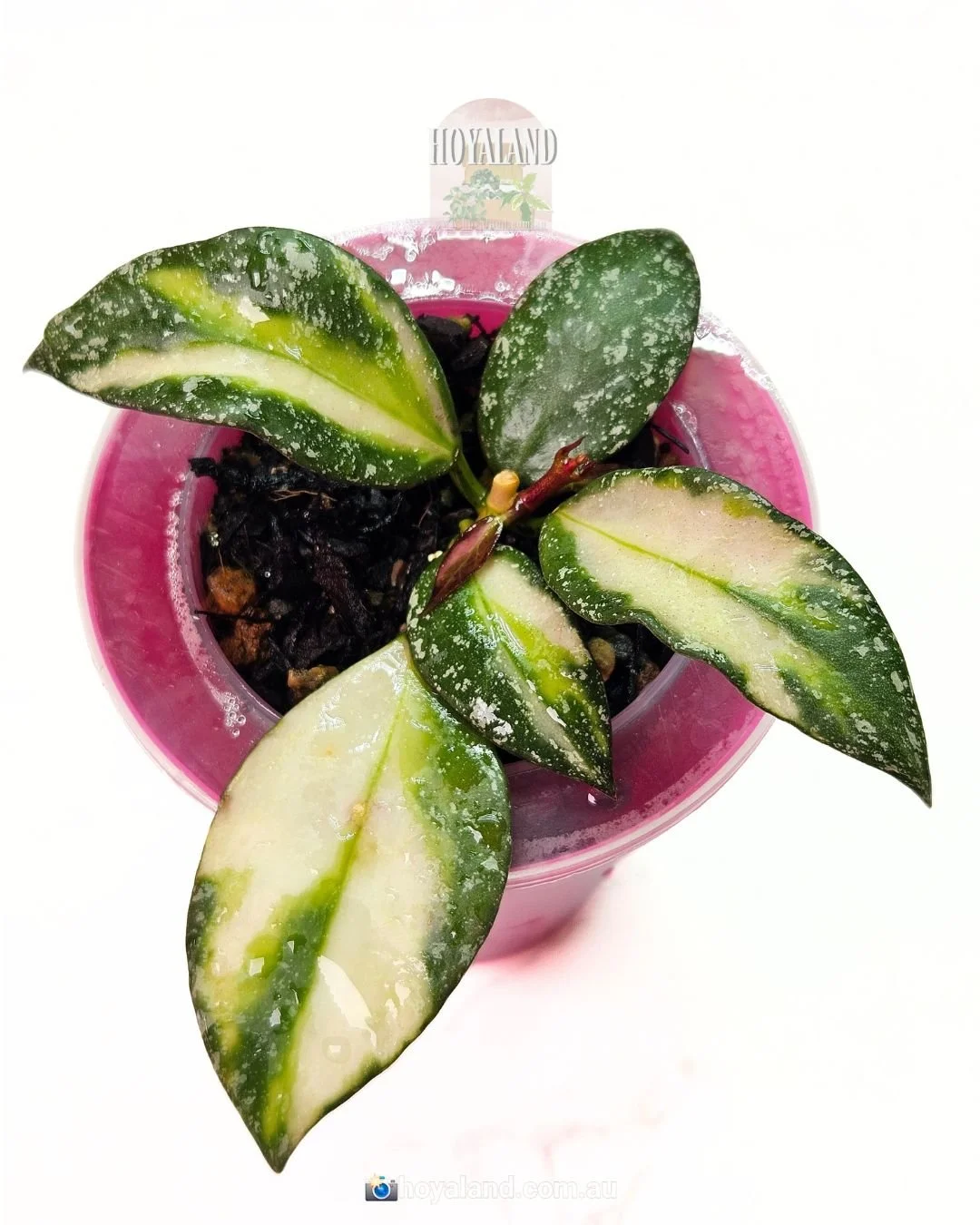 Hoya nabawanensis variegata (1).jpg