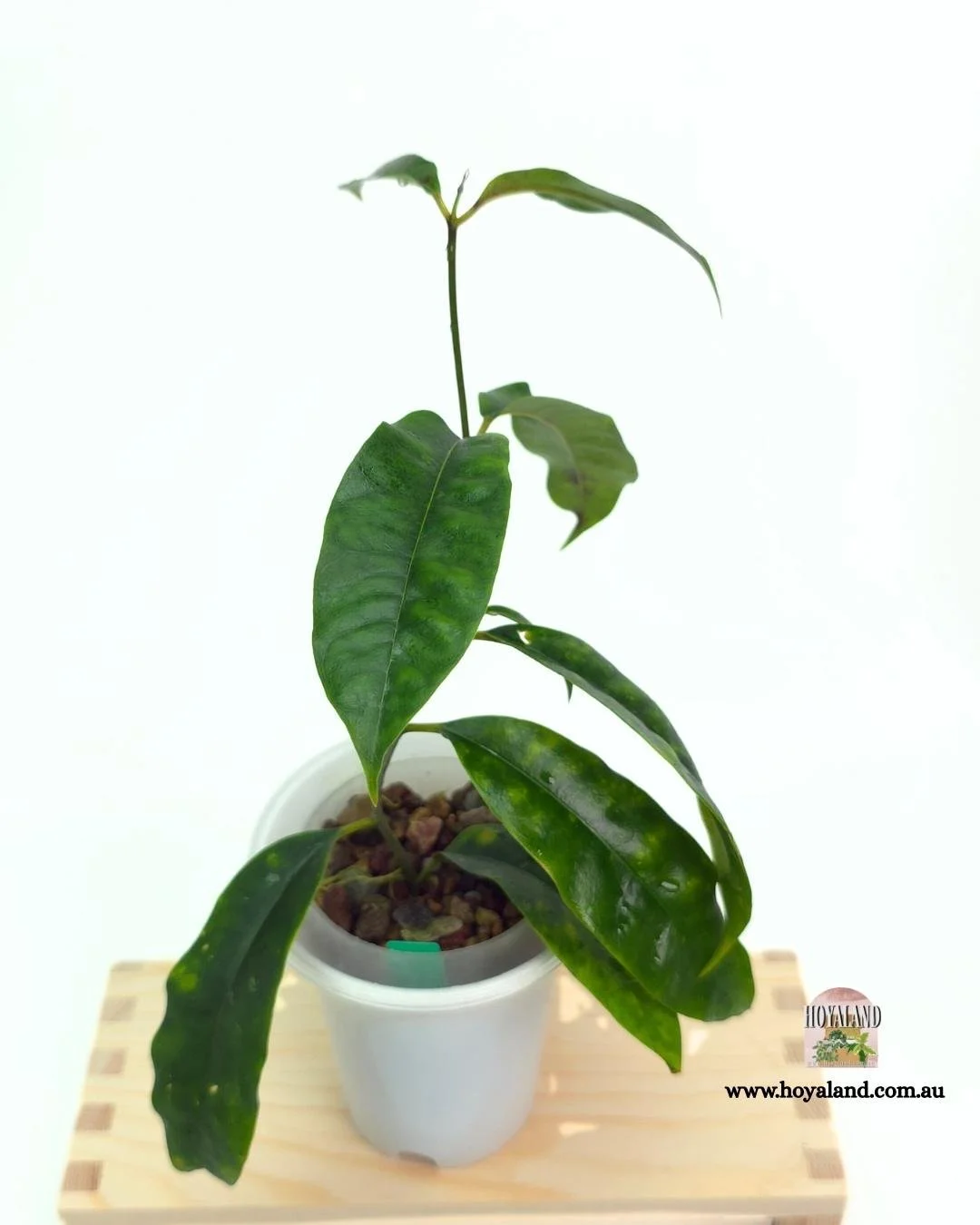 🍂 Hoya mappigera thin leaf