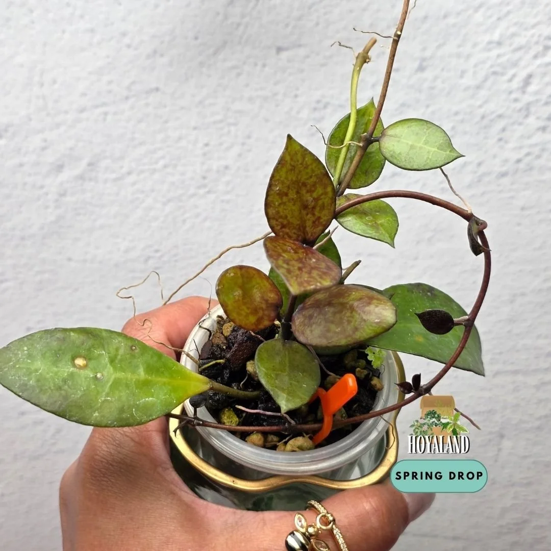 Hoya lacunosa black coin medium (4).jpg