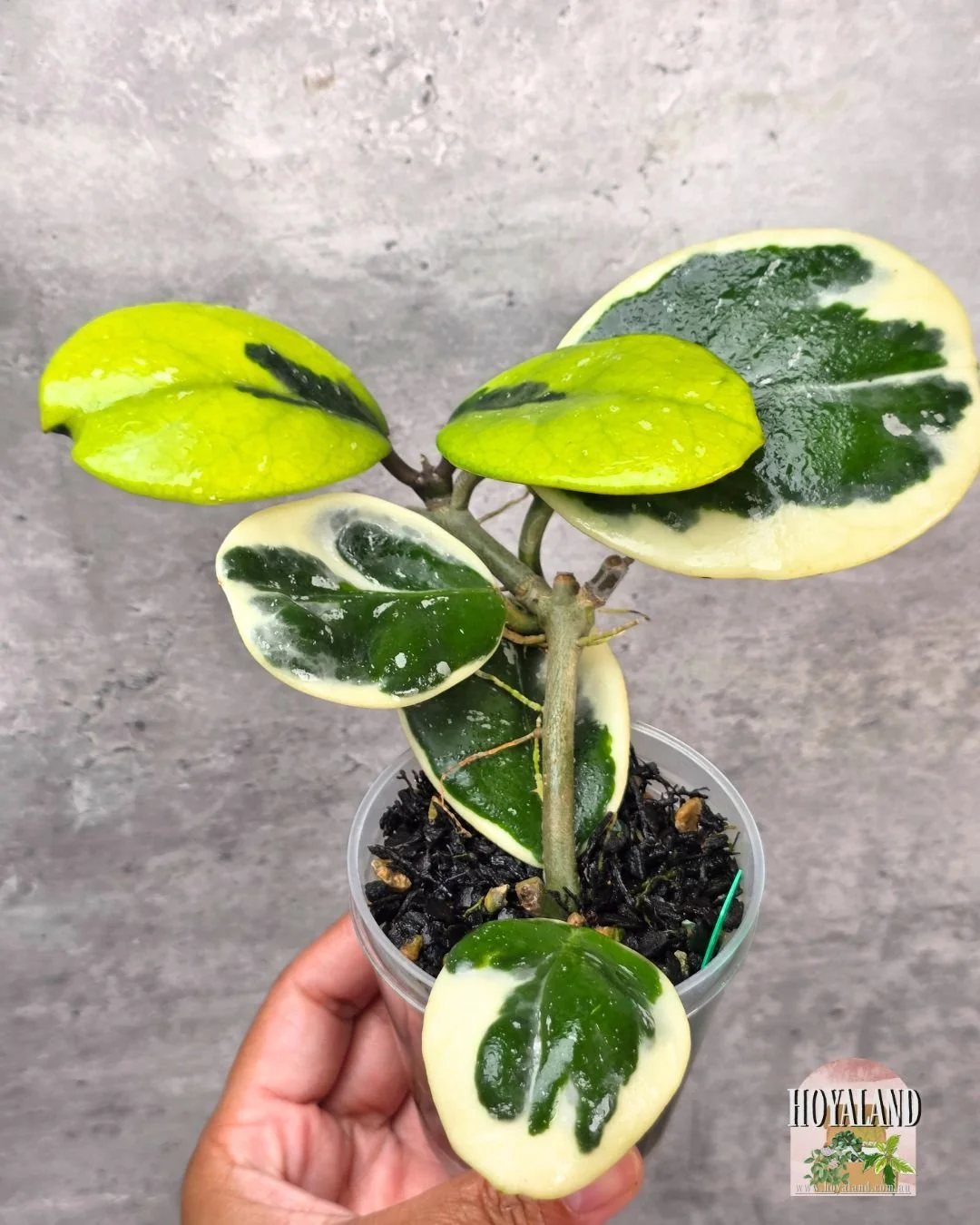 Hoya obovata albo (2).jpg