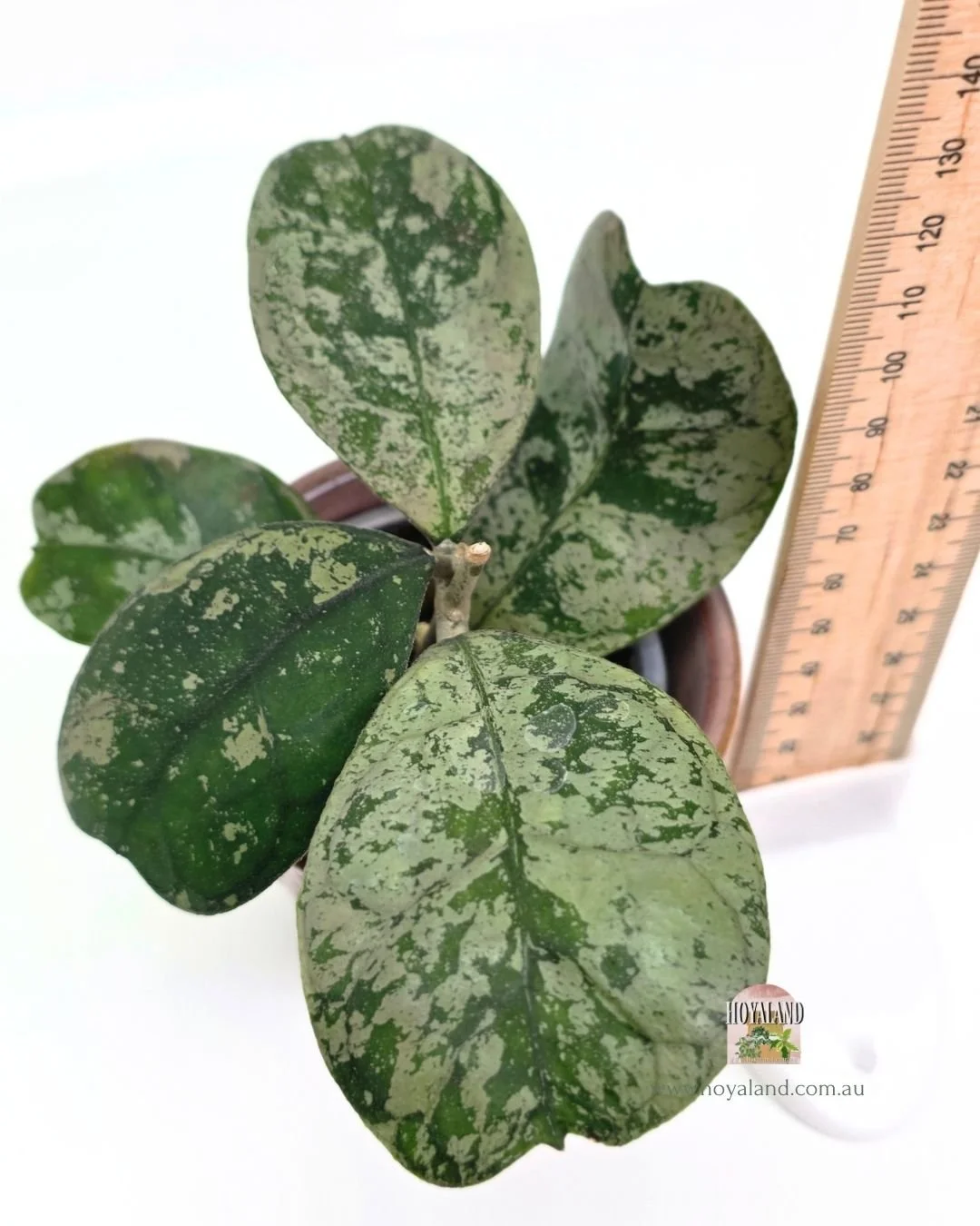 Hoya deykeai morning dew b.jpg