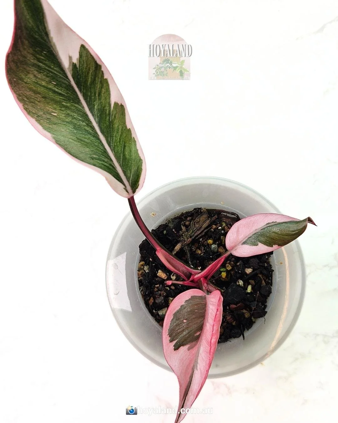 Philodendron pink princess mutation (3).jpg