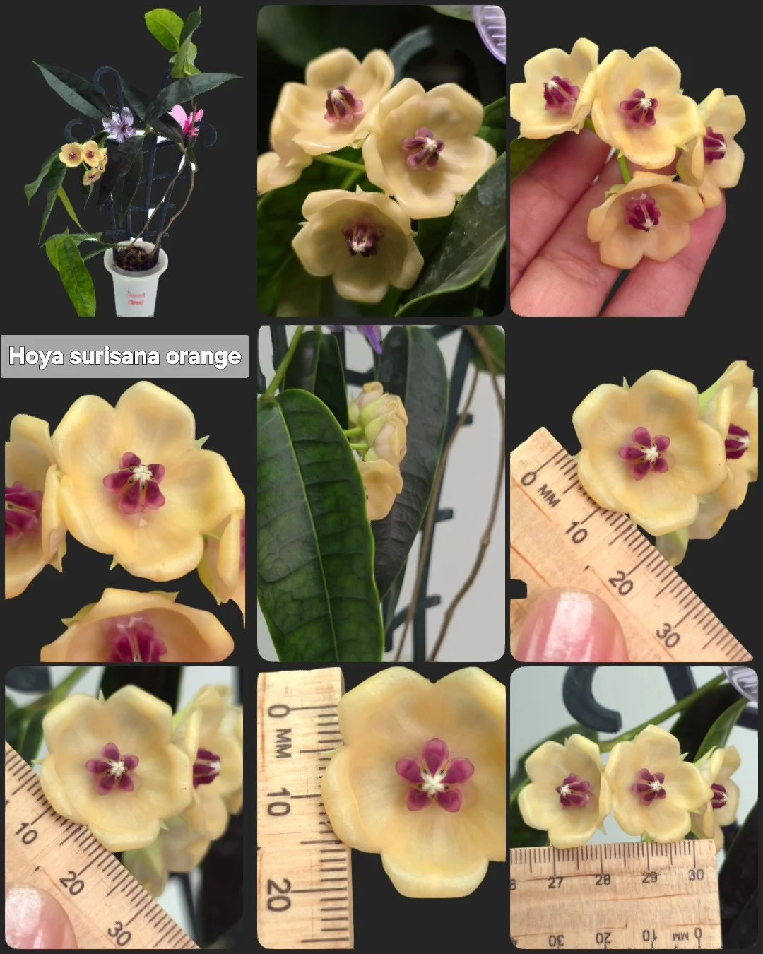 hoya surisana orange.jpg