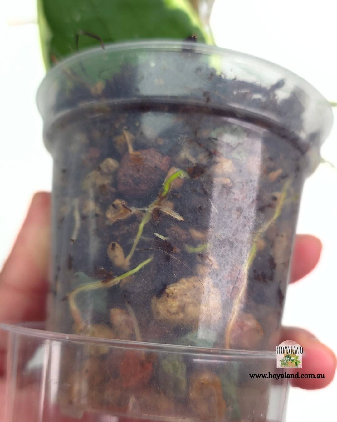 Hoya panglay albo (5).jpg