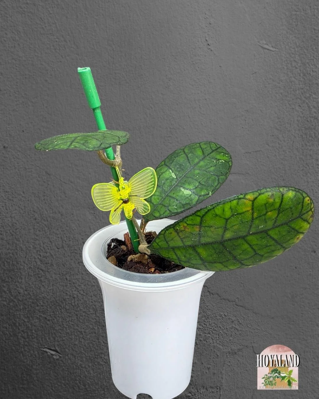 Hoya finlaysonii ah 021 (8).jpg