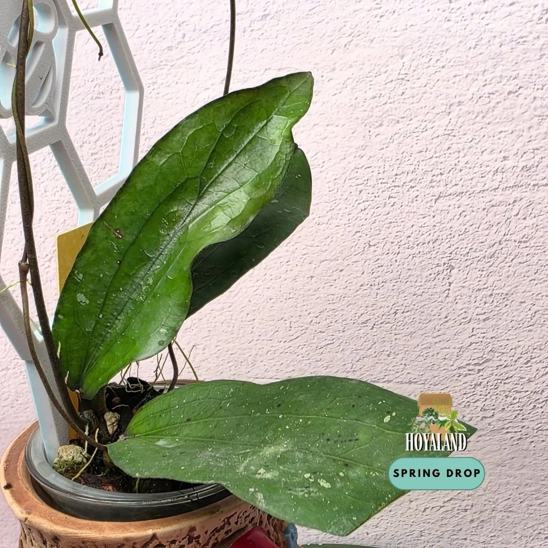 Hoya erythrina bacho (4).jpg