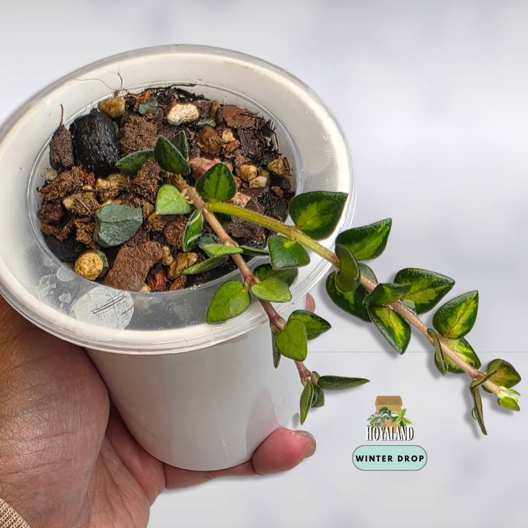 Established Hoya chinghungensis Variegata with tiny variegated leaves on trailing stems