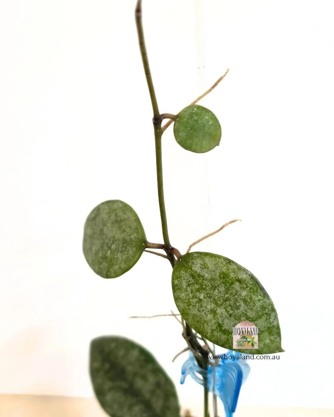 Hoya walliniana silver 1 (5).jpg