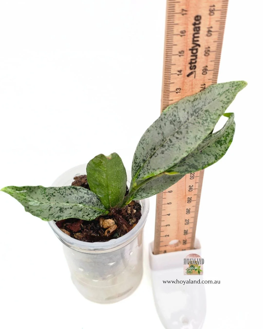Hoya amicabilis (6).jpg