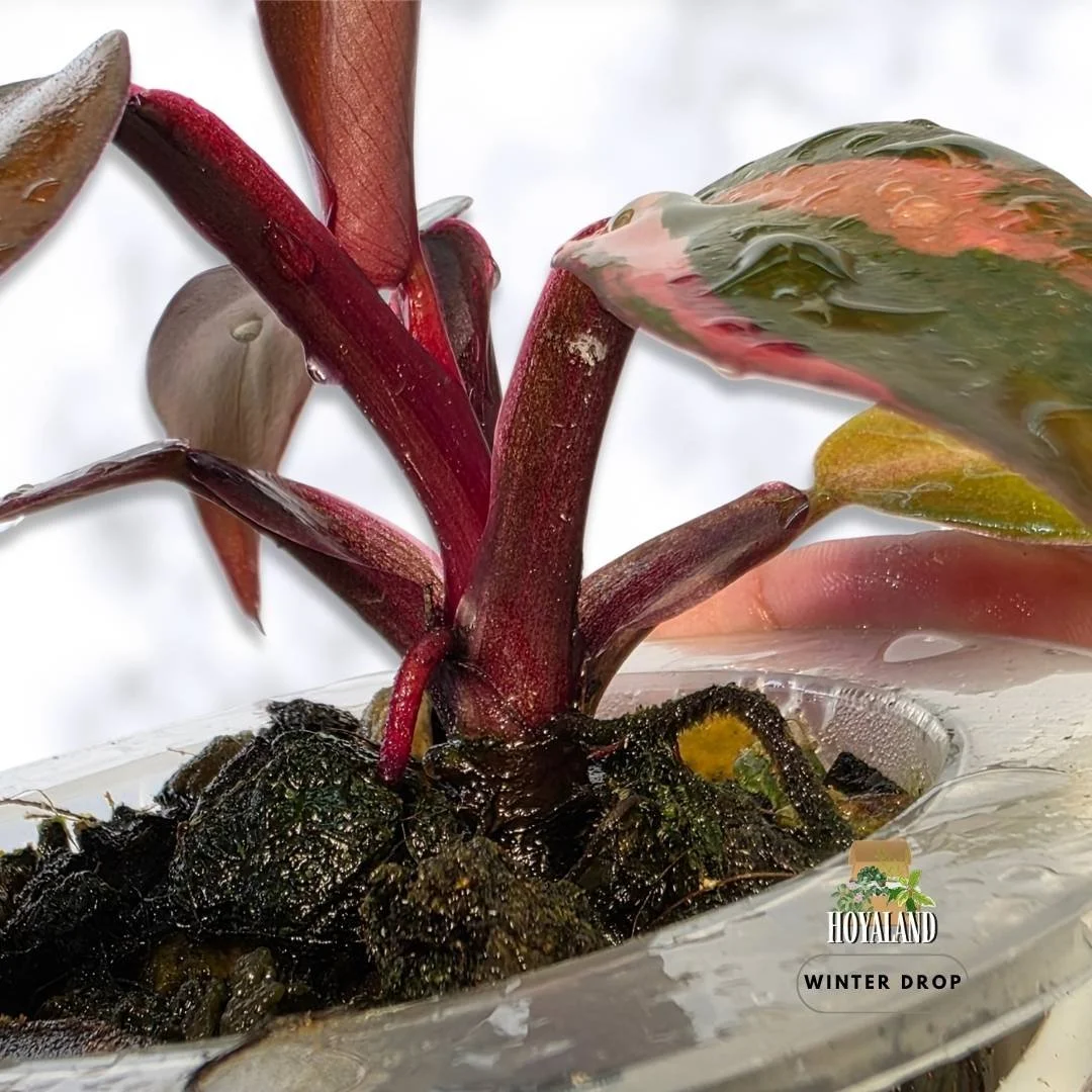 Rooted Philodendron Fire Princess propagated from a stem node with active shoot and fiery variegated foliage