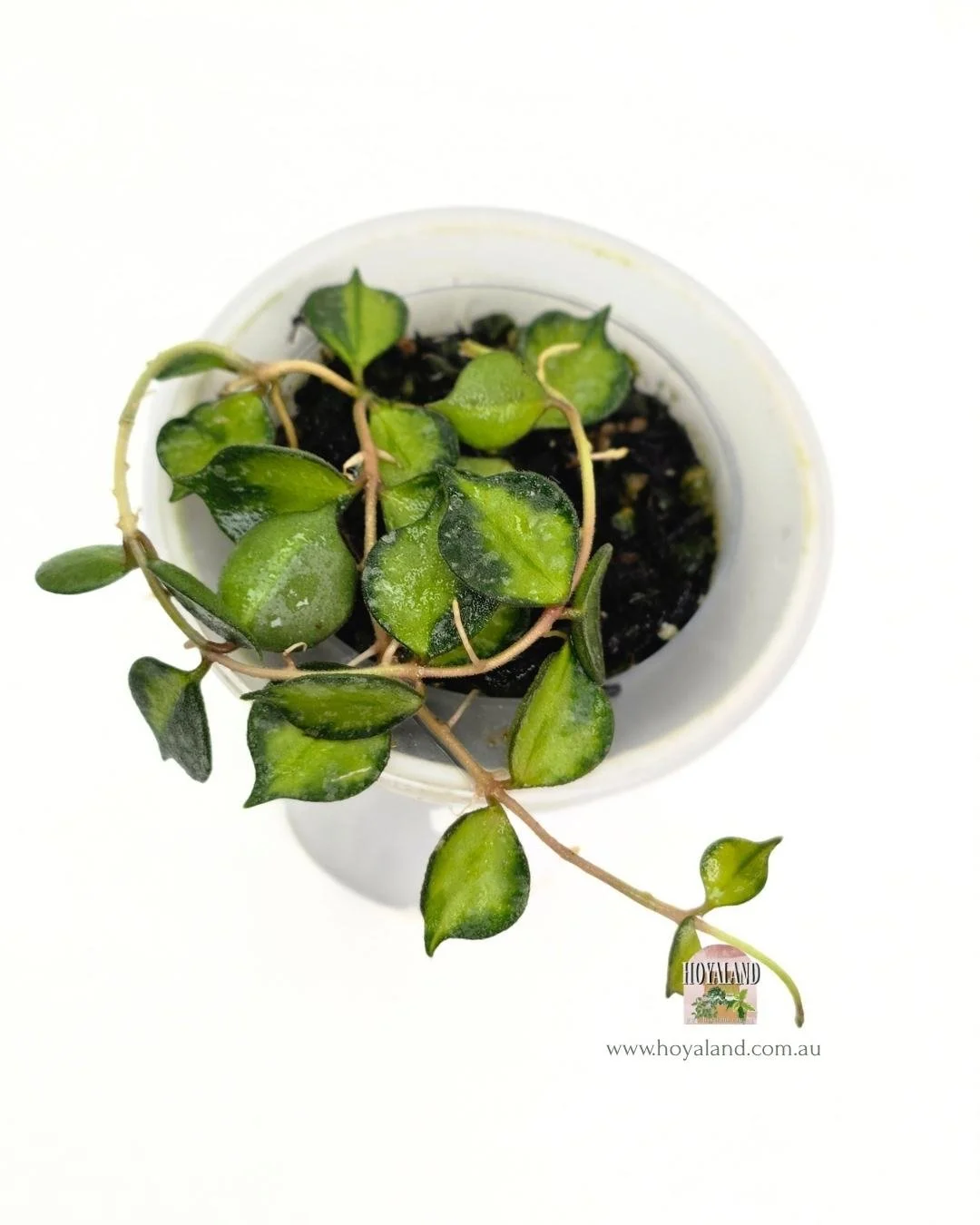 Hoya curtisii variegata (5).jpg