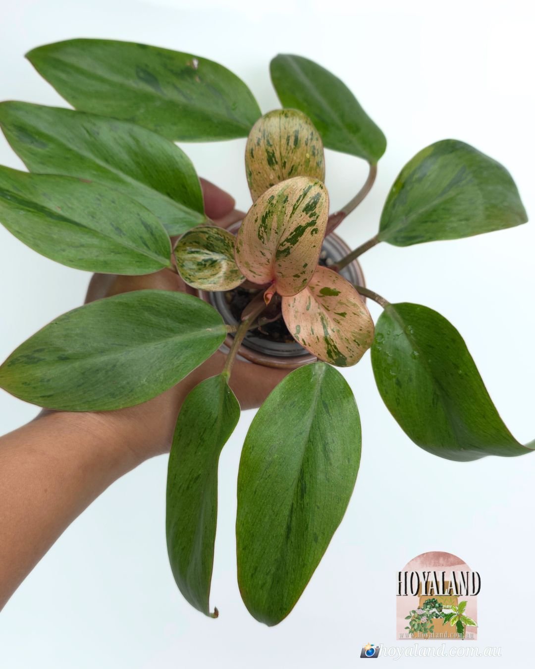 🌞  Philodendron Dwarf Variety Red Congo Mint Variegated 🩷