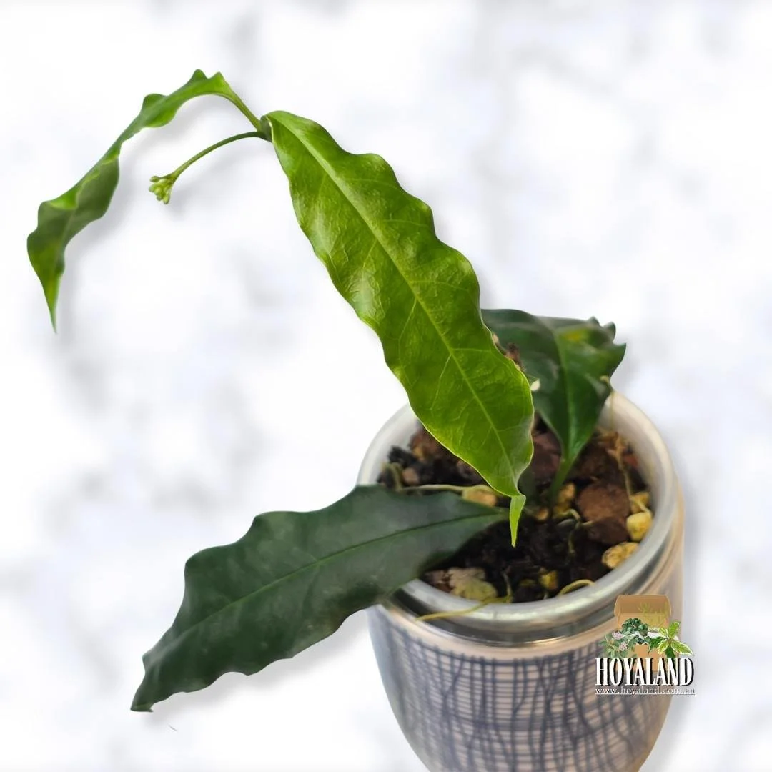 Hoya papaschonii (2).jpg