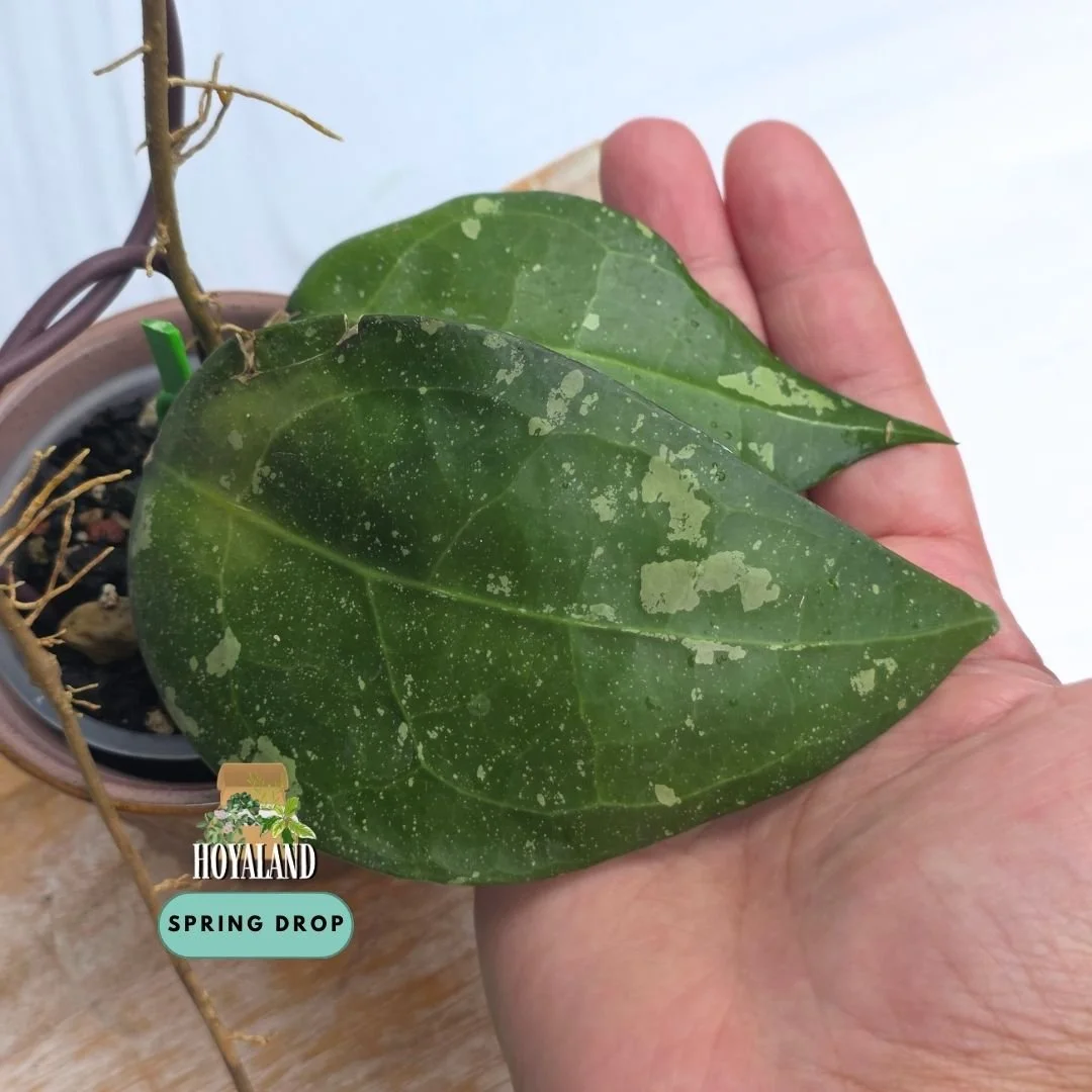 Hoya verticillata sp. Wayang 'Pink Splash' (Large-Leaf, Sun-Stressing Pink Splash)