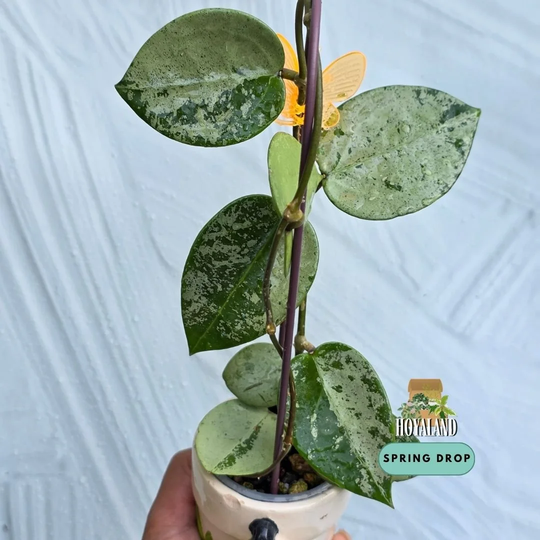 Hoya heart silver.jpg