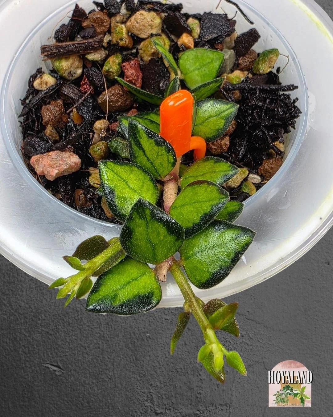 Hoya chinghungensis variegata. SMALLjpg (3).jpg