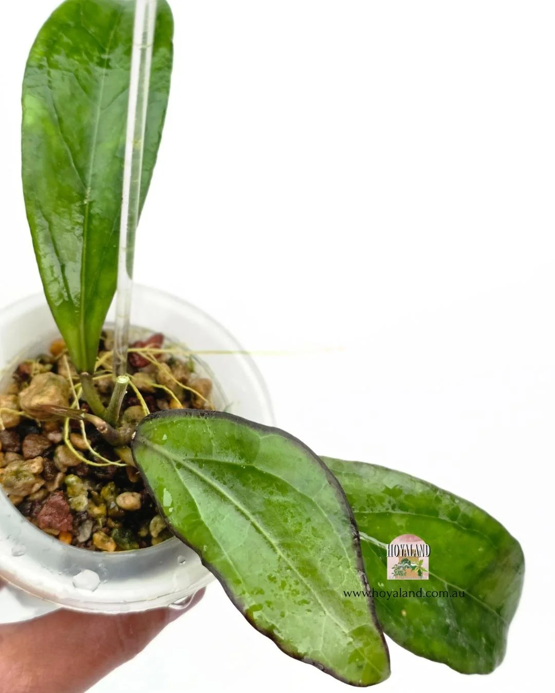 🍂  Hoya Swiffer's Treat (Clemensiorum hybrid) | Sunstressed Leaf Margin
