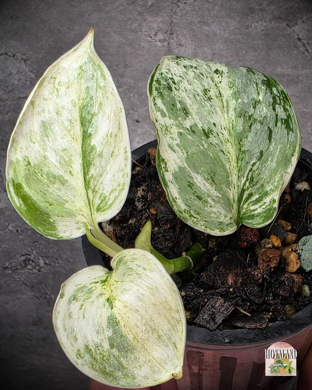 Scindapsus Tembaga (6).jpg