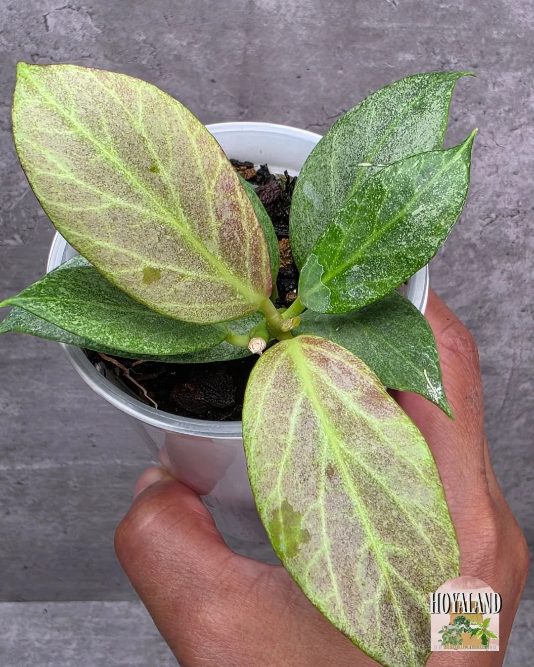 Hoya obscura silver.jpg