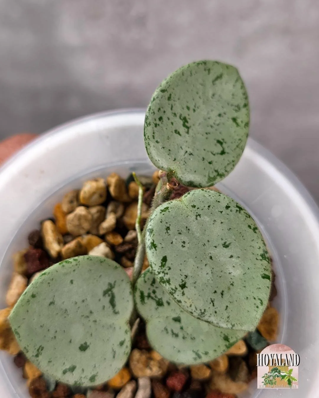 Hoya Grey Fairy B (3).jpg