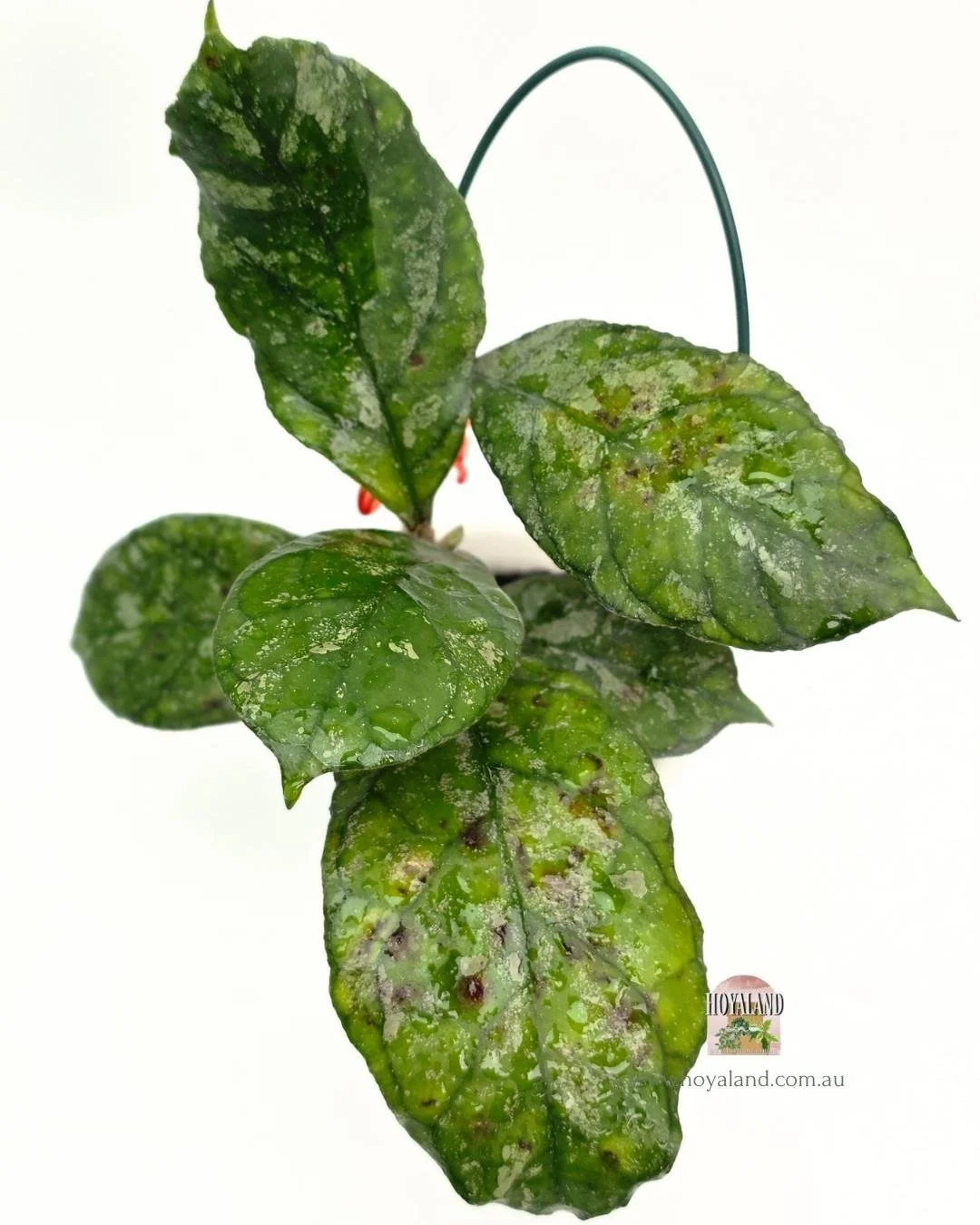 Hoya Surprise (7).jpg