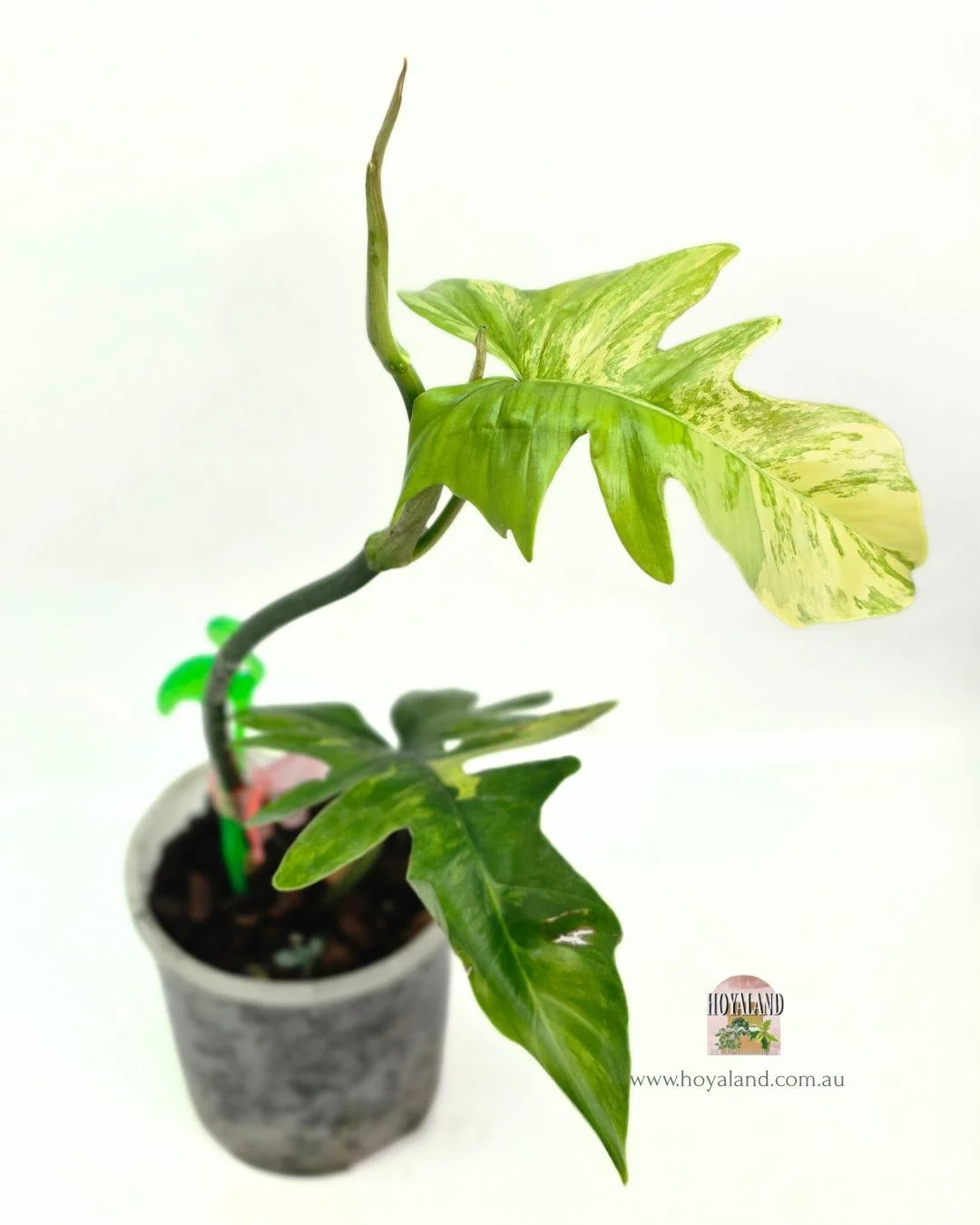 Philodendron FB x Mayoi (2).jpg