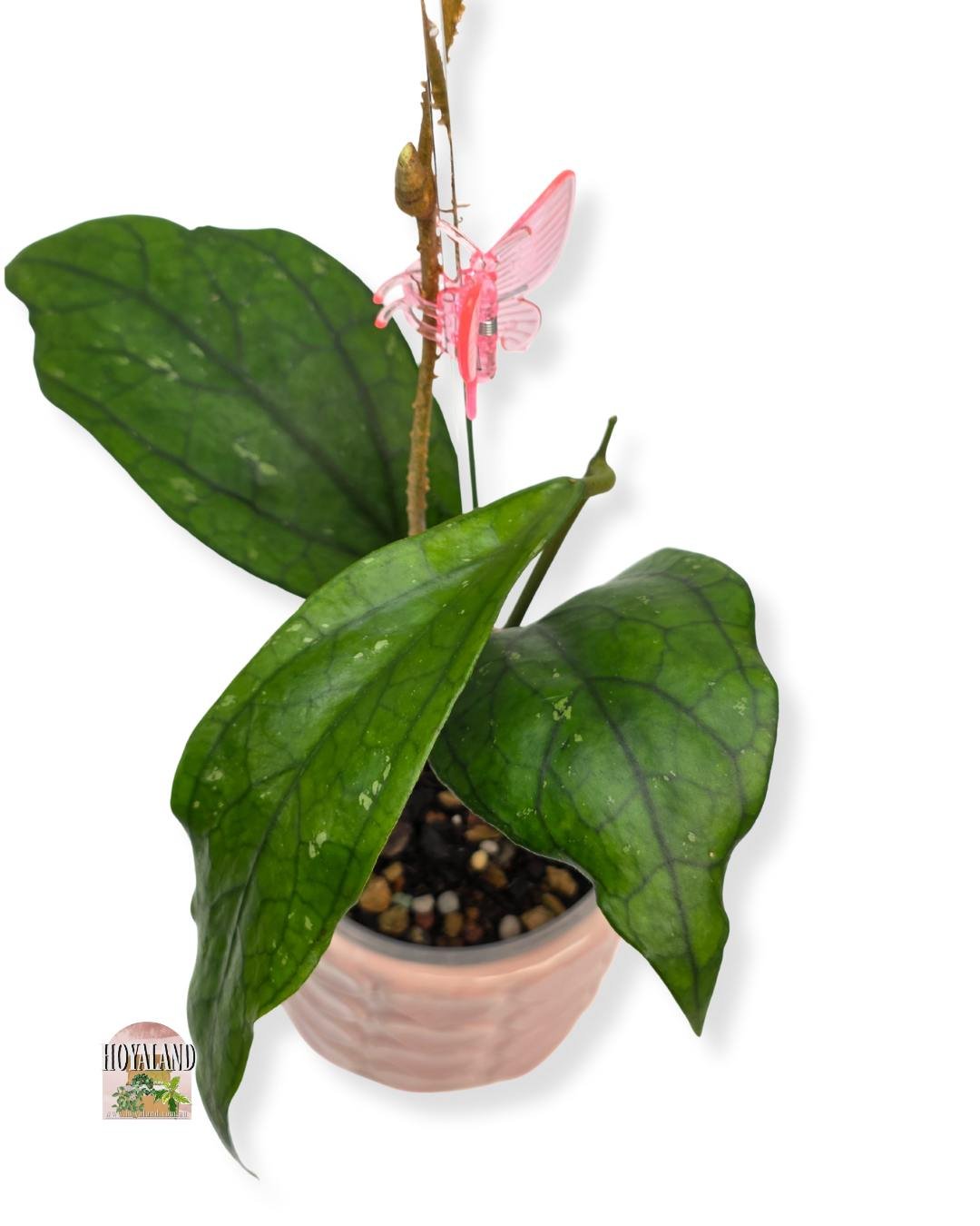 Hoya Germany (3).jpg