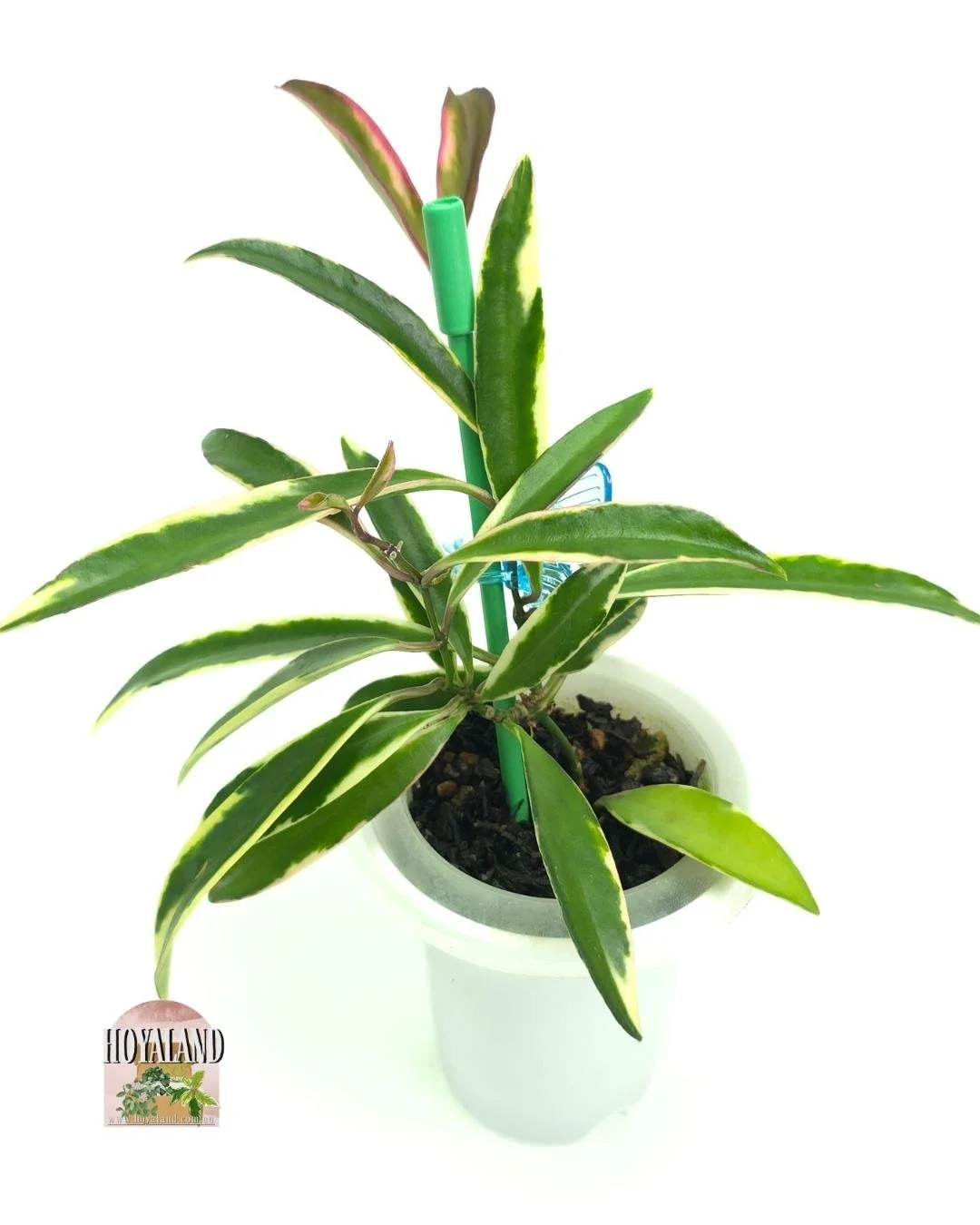 Hoya lori lyn (2).jpg