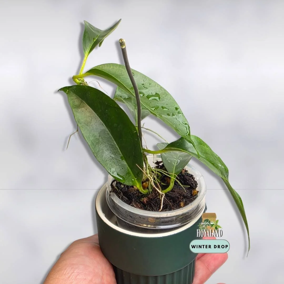 Hoya chloroleuca (2).jpg