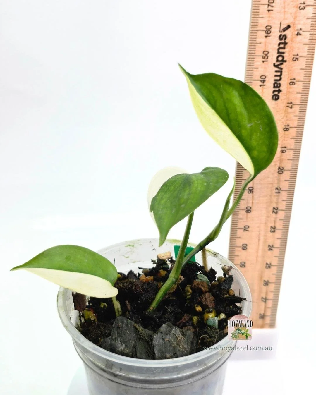 🍂 Scindapsus Albo Half-Moon