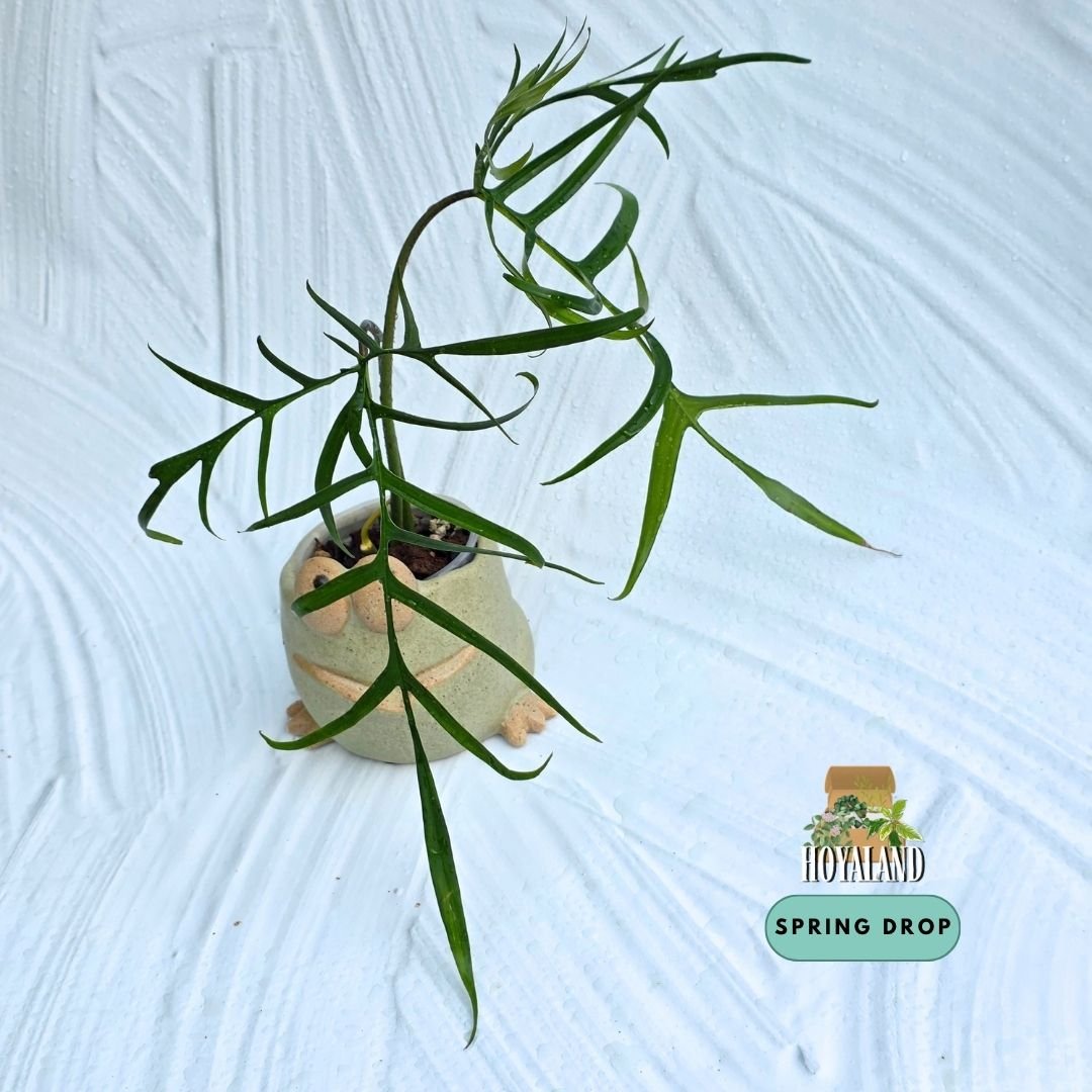 Philodendron polypodioides (5).jpg