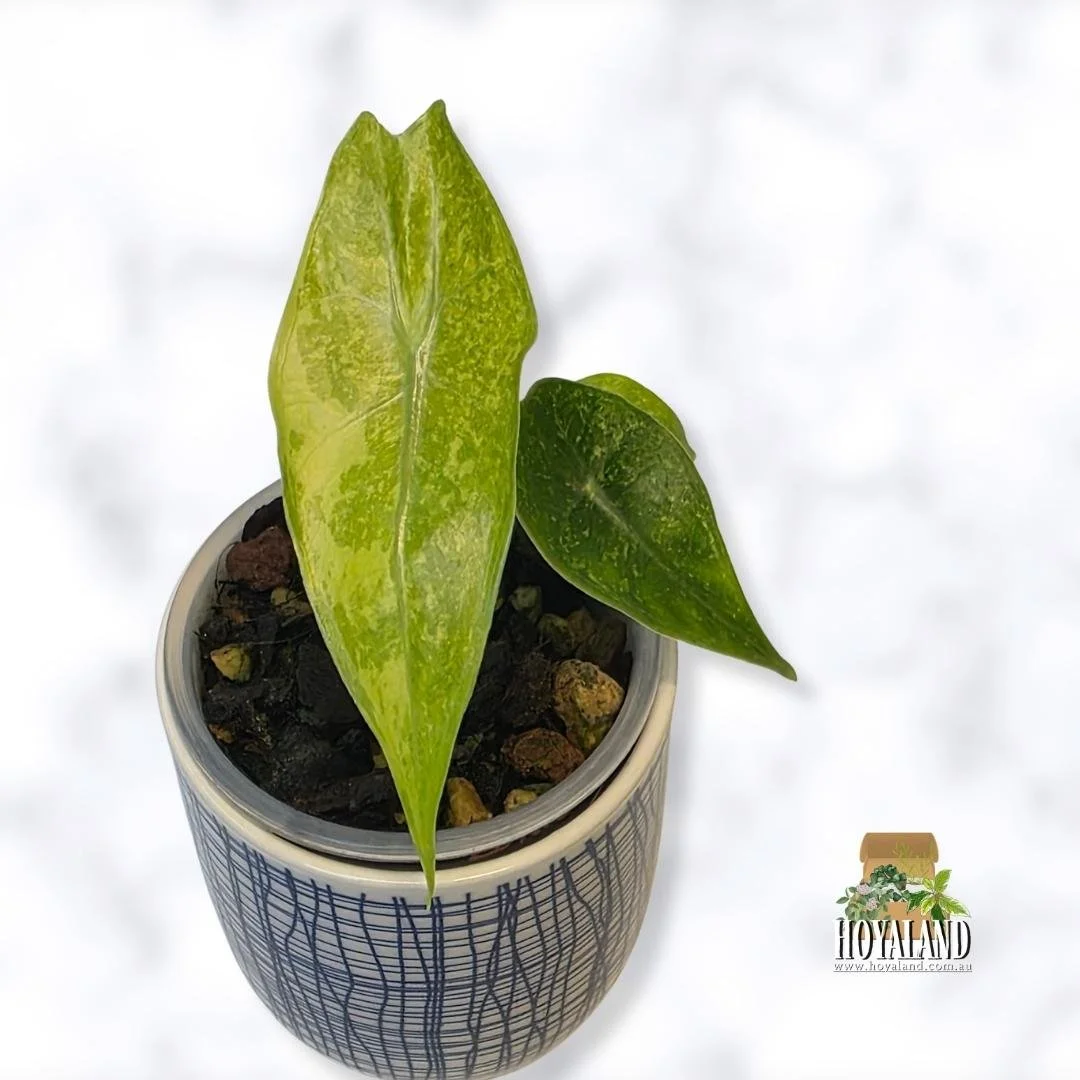 Alocasia lemon mint aka forest (4).jpg