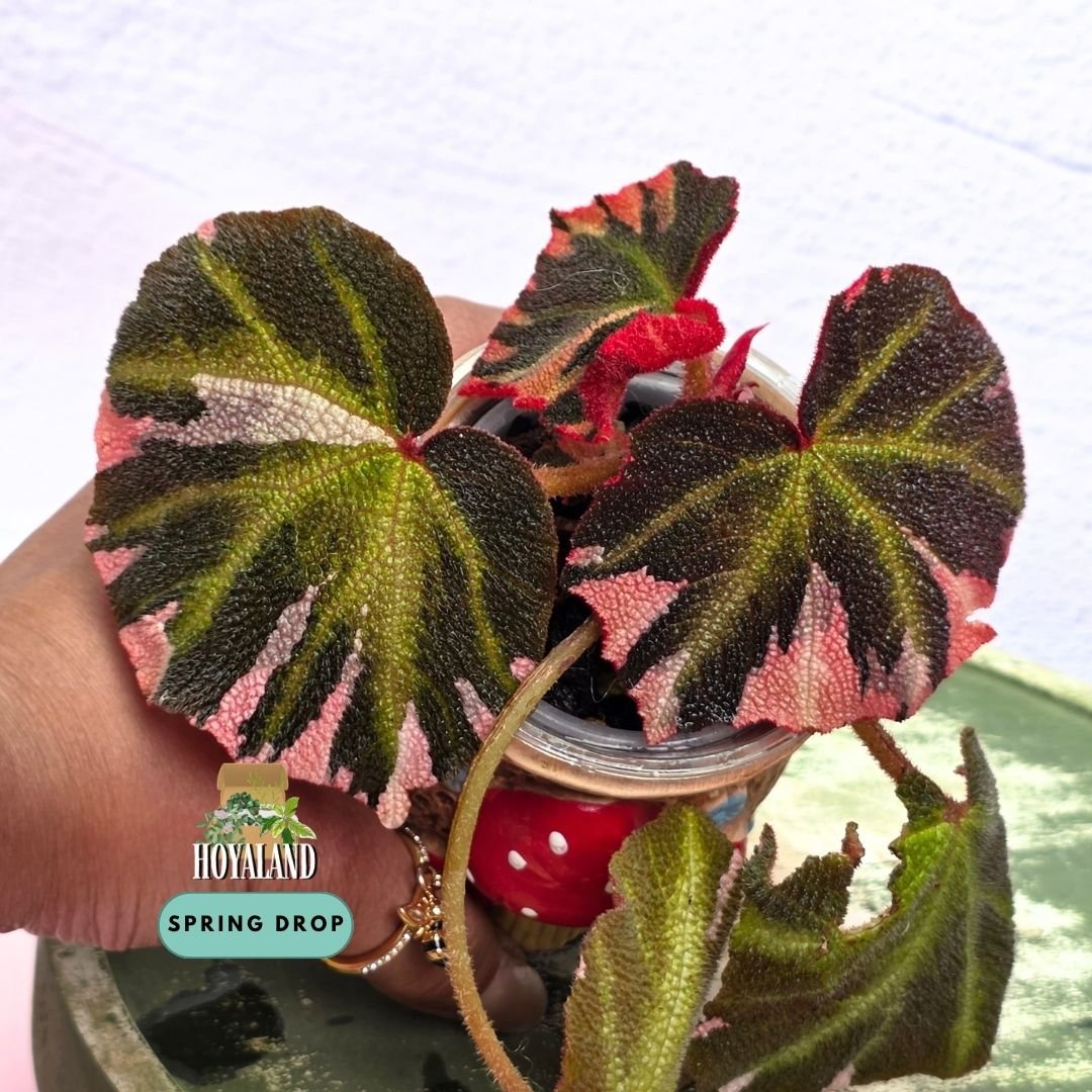 Established Begonia soli-mutata Variegata showing deeply pebbled bullate leaves with candy-pink and white sectoral variegation, fuzzy red petioles, and active crown growth points