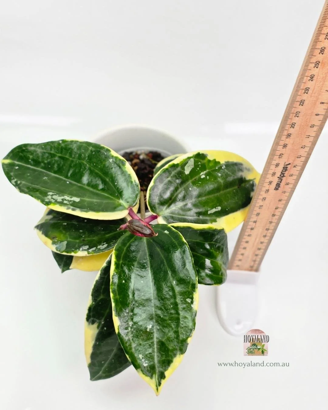 Hoya latifolia round albo (8).jpg