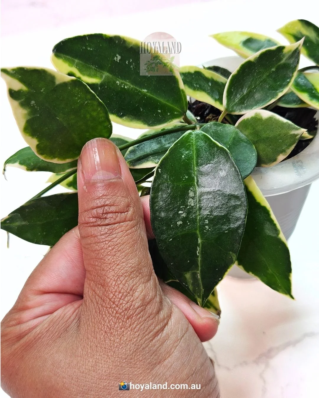 Hoya lacunosa wonosobo (9).jpg