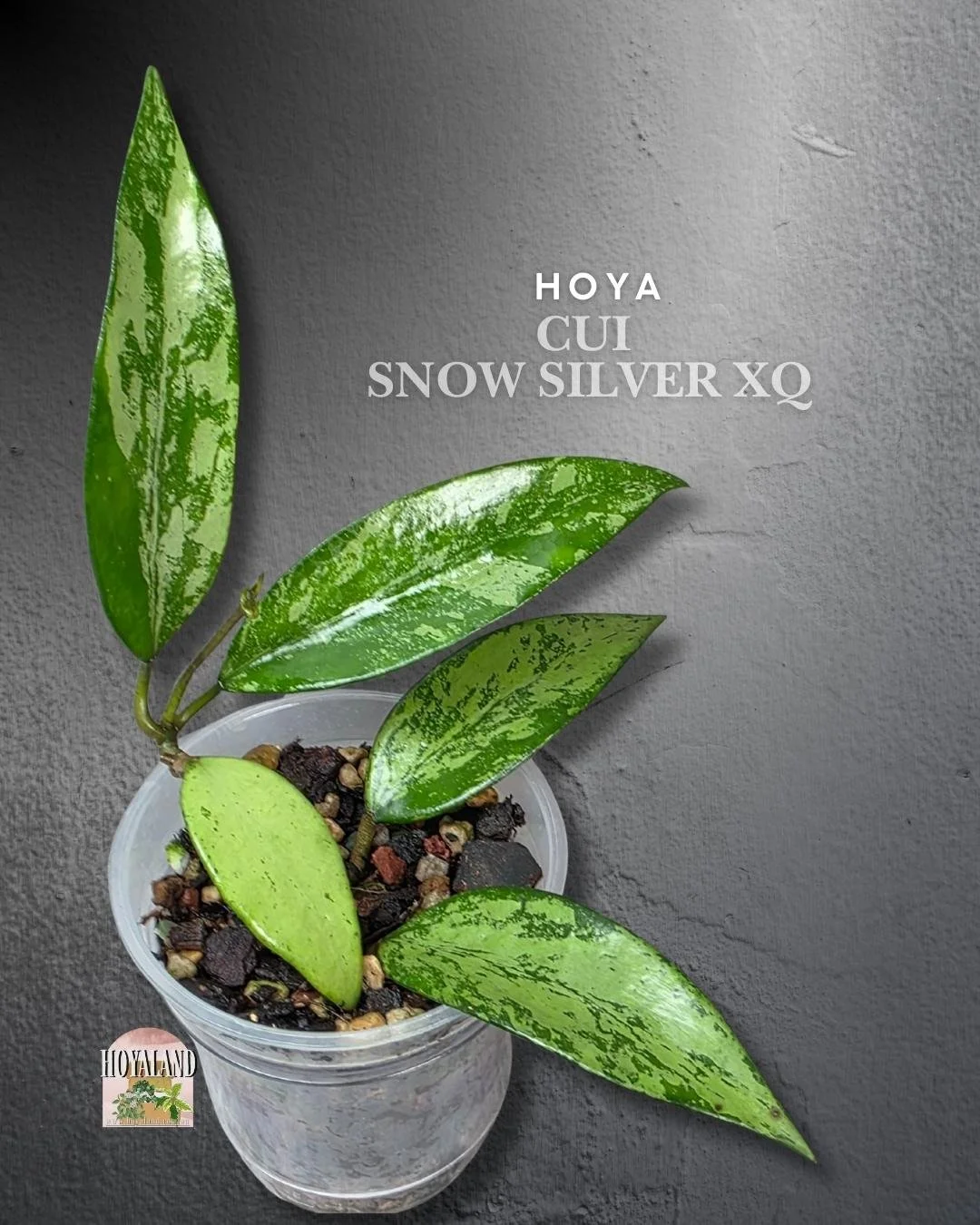 🌞 Hoya Cui Snow XQ  | High Silver Splash 🎇