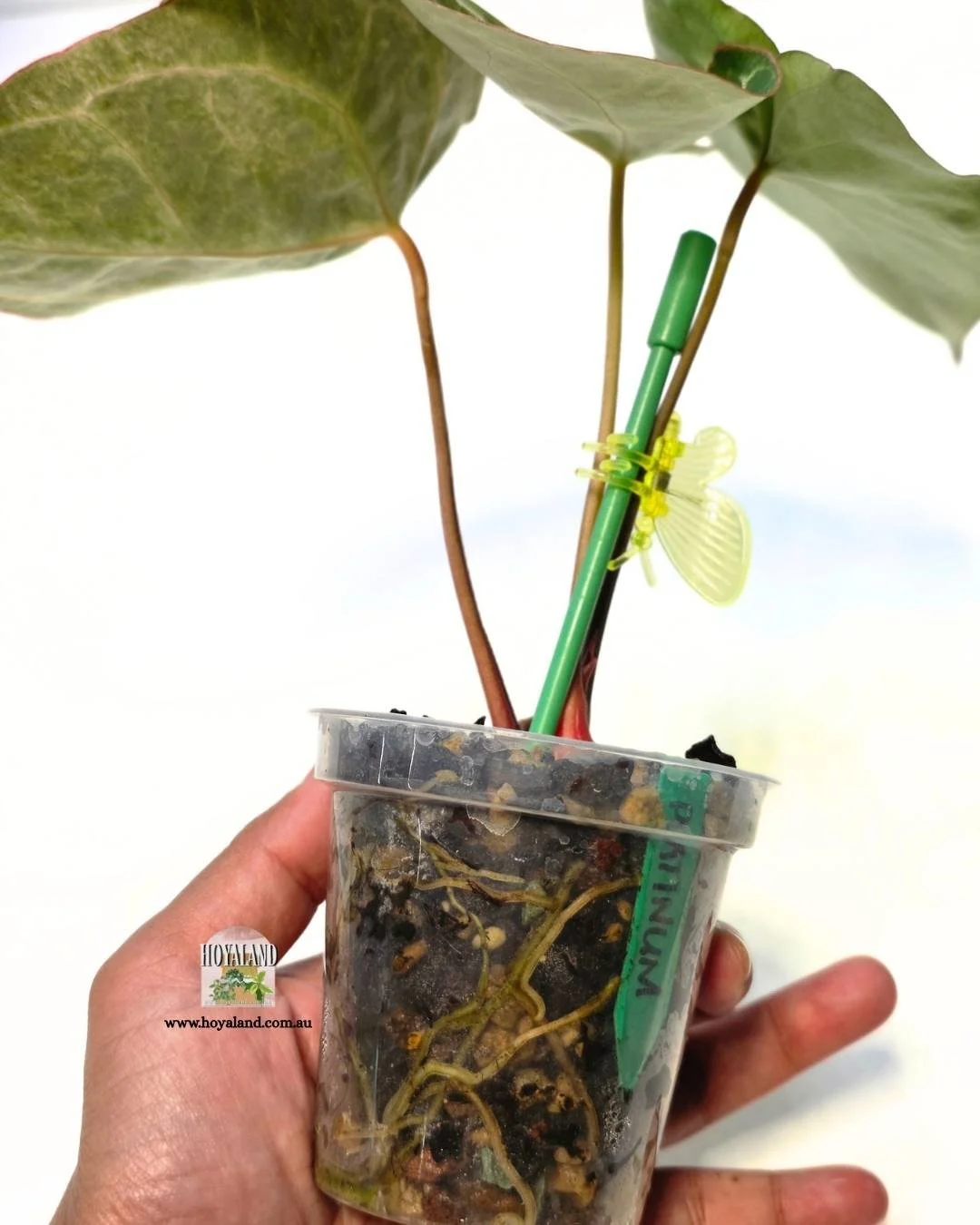 Anthurium platinum (5).jpg