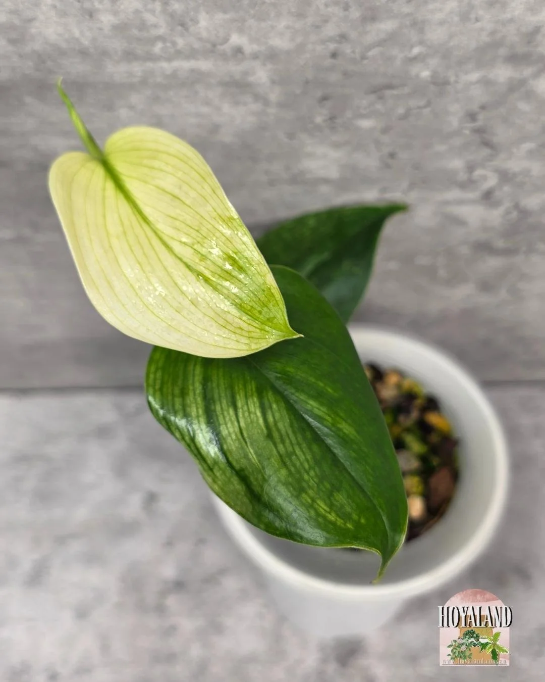 Scindapsus white monster small.jpg