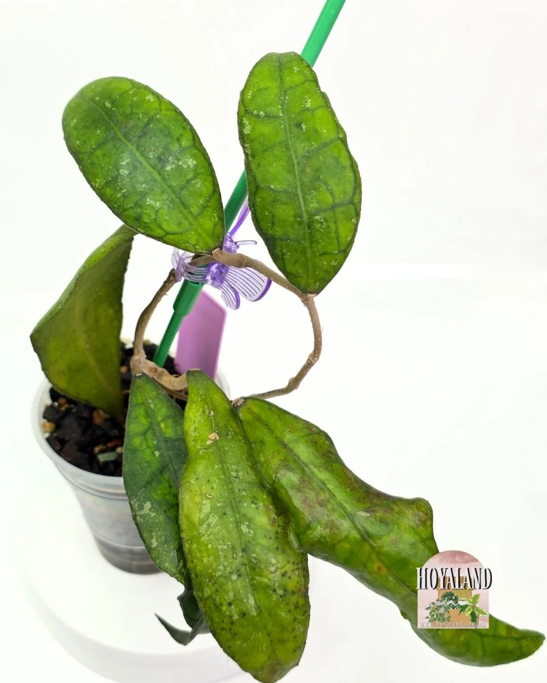 🌞 Hoya finlaysonii Sukirin 🎇 LC